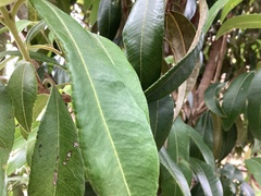 Backhousia citriodora