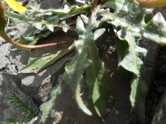 Scorzoneroides montana