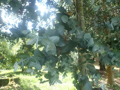Eucalyptus cordata