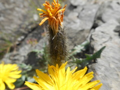 Scorzoneroides montana