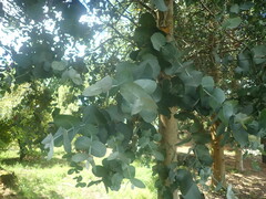 Eucalyptus cordata
