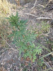 Solanum seaforthianum