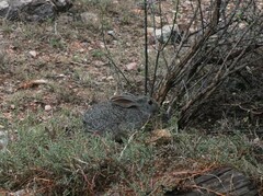 Pronolagus saundersiae