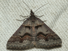 Dichromodes atrosignata