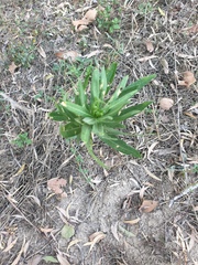 Gomphocarpus physocarpus