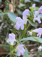 Clinopodium