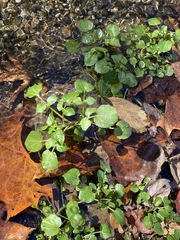 Nasturtium officinale
