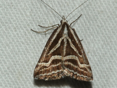 Dichromodes confluaria