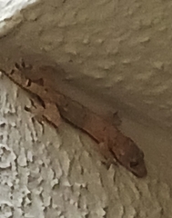 Hemidactylus mabouia