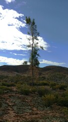 Codonocarpus pyramidalis