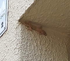 Hemidactylus mabouia