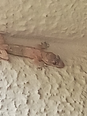 Hemidactylus mabouia