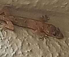 Hemidactylus mabouia