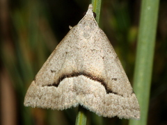 Dichromodes euscia