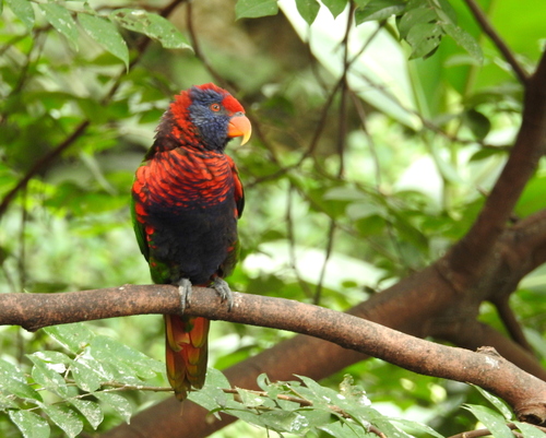 Lorius Rainbow Lorikeets and Allies × Broad-tailed Lories (Genushybrid ...
