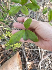Planchonella cotinifolia