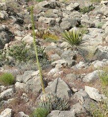 Agave utahensis