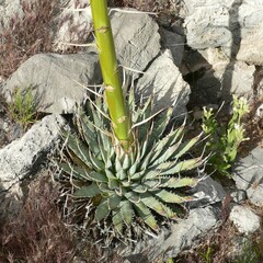 Agave utahensis