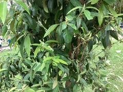 Backhousia citriodora