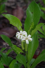 Fadogia