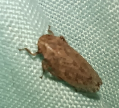 Curtara