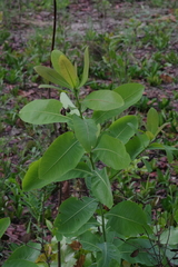 Terminalia brachystemma