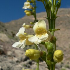 Penstemon bicolor