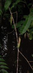 Nepenthes mirabilis