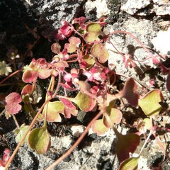 Pterostegia drymarioides