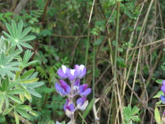 Lupinus pubescens
