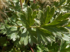 Geum reptans