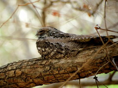 Caprimulgus asiaticus
