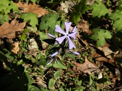 Phlox divaricata