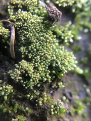 Bryum