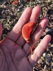 Erythrina falcata