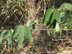 Passiflora subpeltata