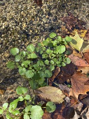 Nasturtium officinale