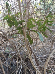 Notelaea longifolia