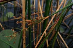 Cyperus articulatus