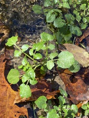 Nasturtium officinale