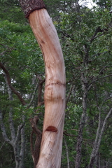 Julbernardia paniculata