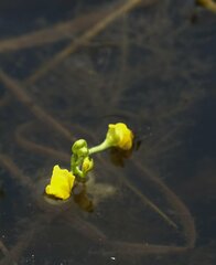 Utricularia foliosa