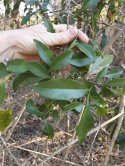 Cryptocarya