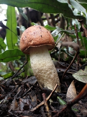 Leccinum monticola