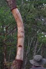 Julbernardia paniculata