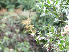 Muehlenbeckia tamnifolia