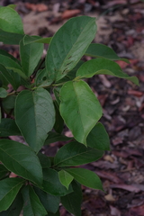 Vangueria