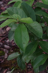Vangueria