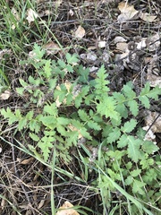 Phacelia ramosissima