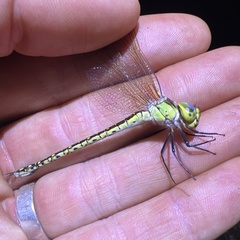 Austrogynacantha heterogena
